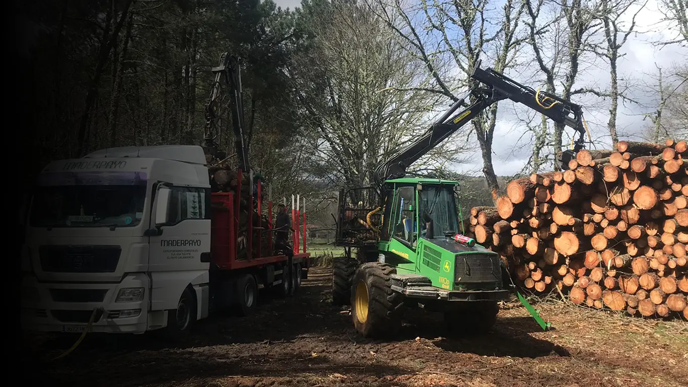 Maderpayo, explotaciones forestales